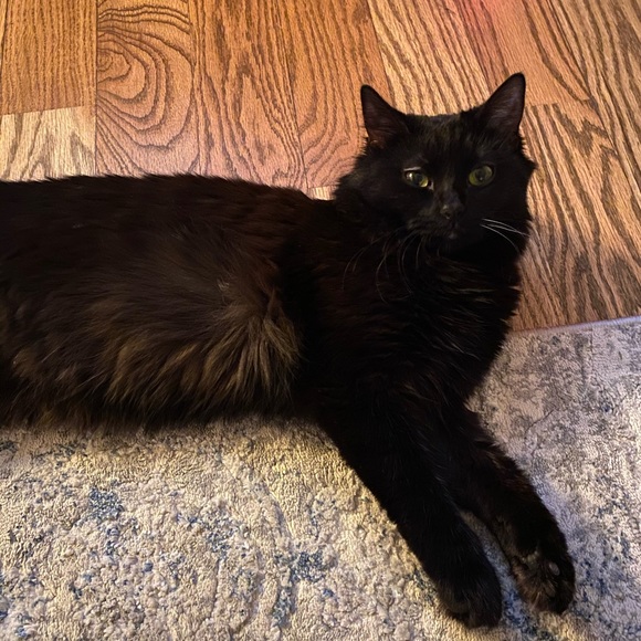 Fluffy - Picture 9 of 16